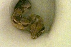 Singapour: Un serpent de 2 mètres surgit des toilettes et mord une femme Singapour: Un serpent de 2 mètres surgit des toilettes et mord une femme